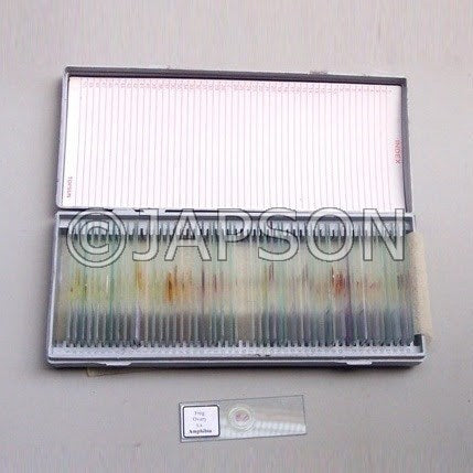 Botany Fossil Slides Botany Fossil Slides